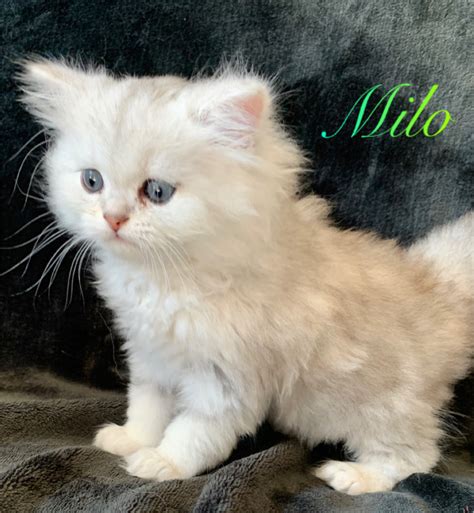 When looking for a pet, it is important to meet the breeder or seller and examine the pet before agreeing to anything. . Kijiji kitten